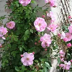 Bed & Breakfast Poggio Dei Prugnoli 3*
