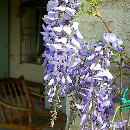 לינה וארוחת בוקר Poggio Dei Prugnoli Tavoleto