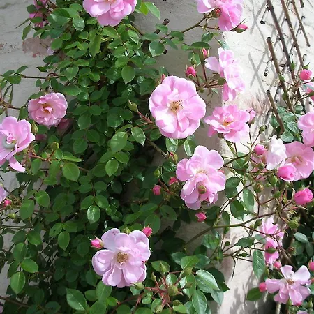 Bed & Breakfast Poggio Dei Prugnoli 3*