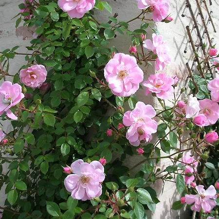 B&B Poggio Dei Prugnoli *