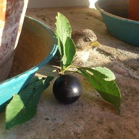 Frühstückspension Poggio Dei Prugnoli