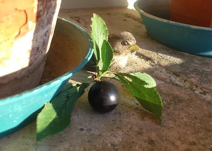 住宿加早餐酒店 Poggio Dei Prugnoli